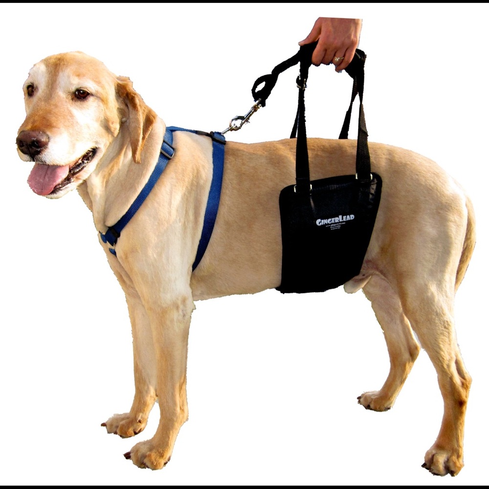 GingerLead Support and Rehabilitation Harness